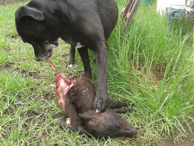 Dog eating wild pig.